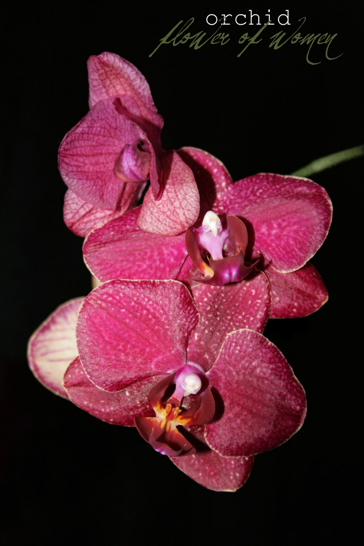 Orchid -Flower of women