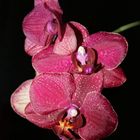 Orchid -Flower of women