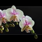 Orchid Flowers