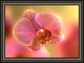 ORCHID FRAMED von Fons van Swaal