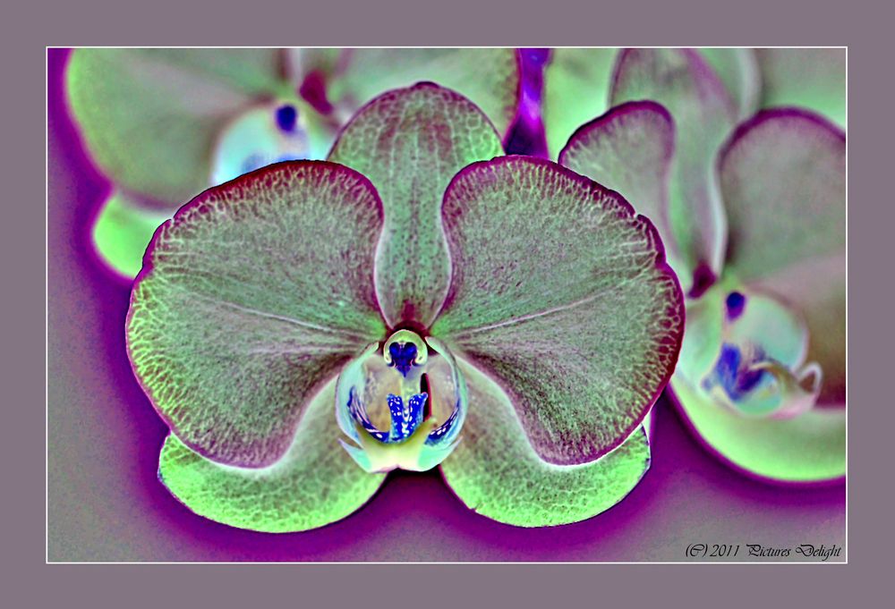 - Orchid glow -