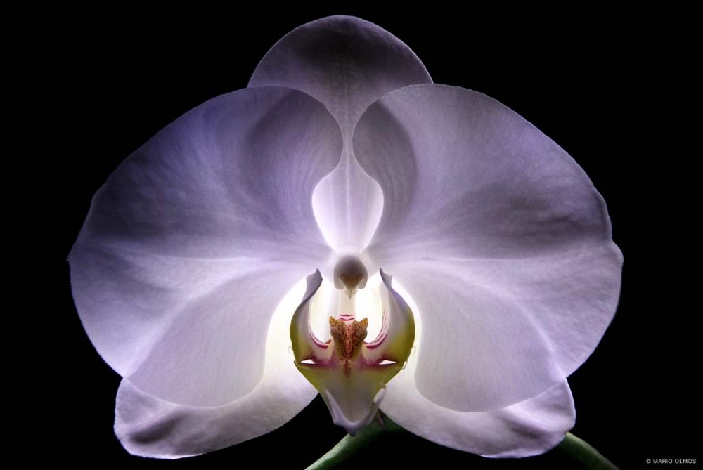 Orchid Glow