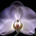 Orchid Glow