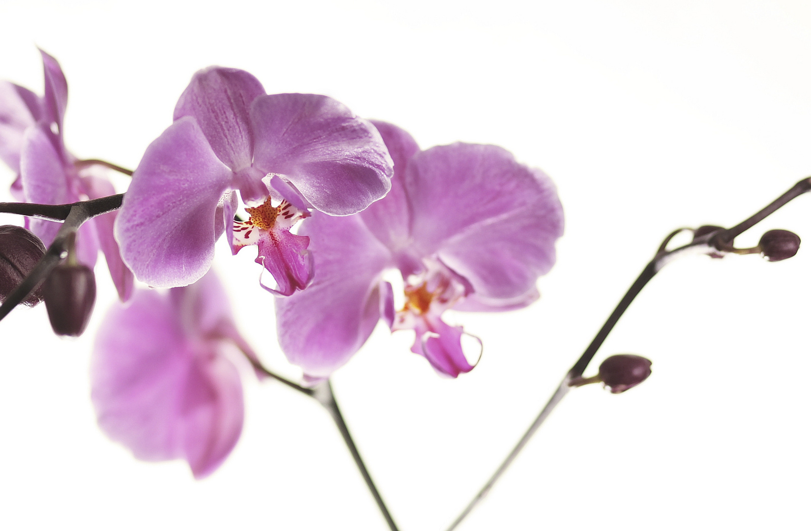 orchid I