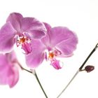 orchid I