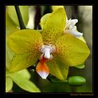 Orchid I, Orchideaceae, Botanischer Garten, Linz, OOE / A