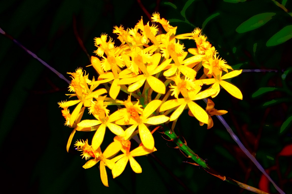 Orchid "ibaguense" of colombia