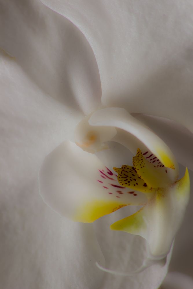 Orchid II