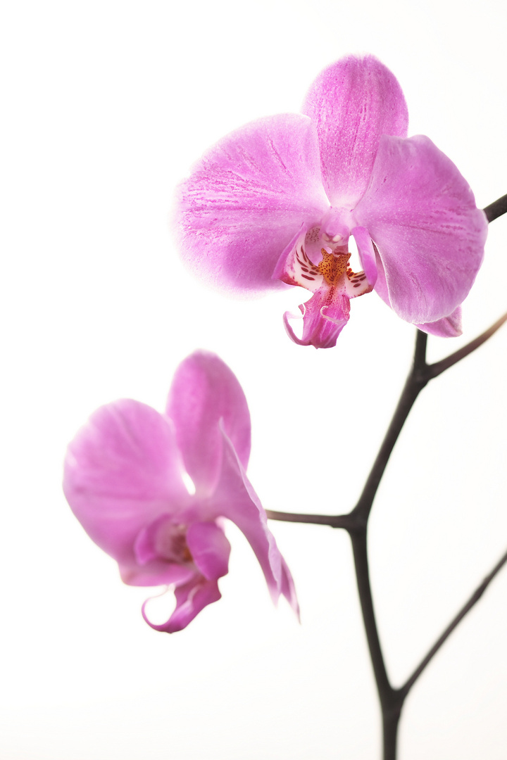 orchid II