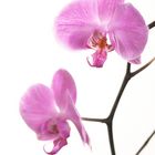 orchid II