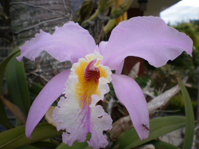 orchid II