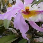 orchid III