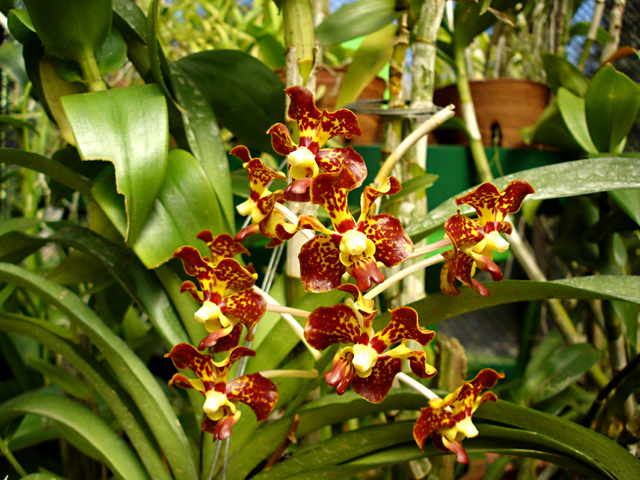 Orchid, III