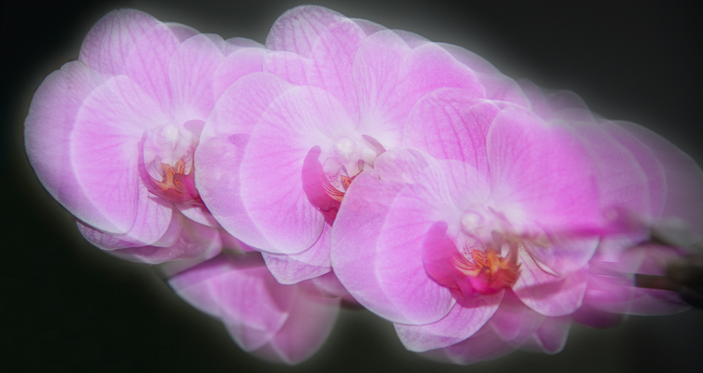 Orchid Impression