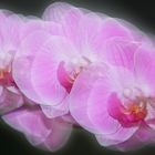 Orchid Impression