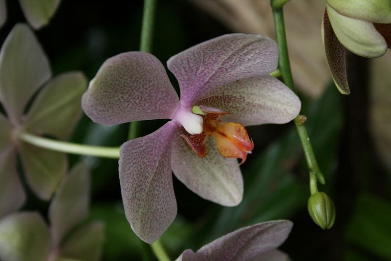 orchid in france