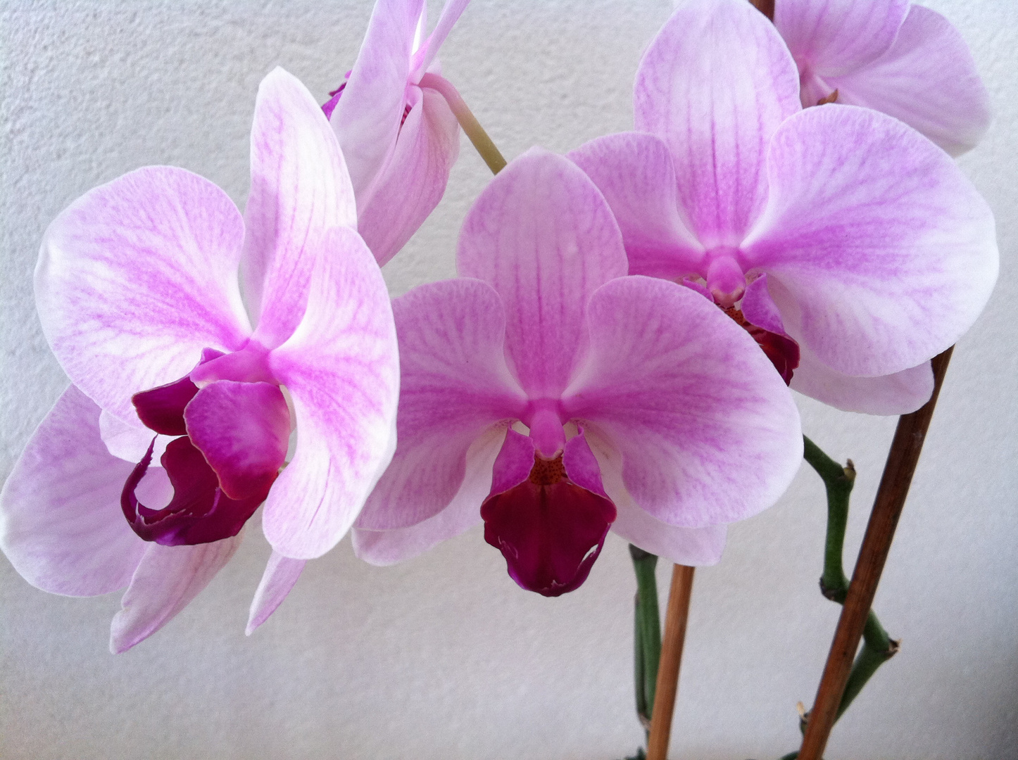 Orchid in my house