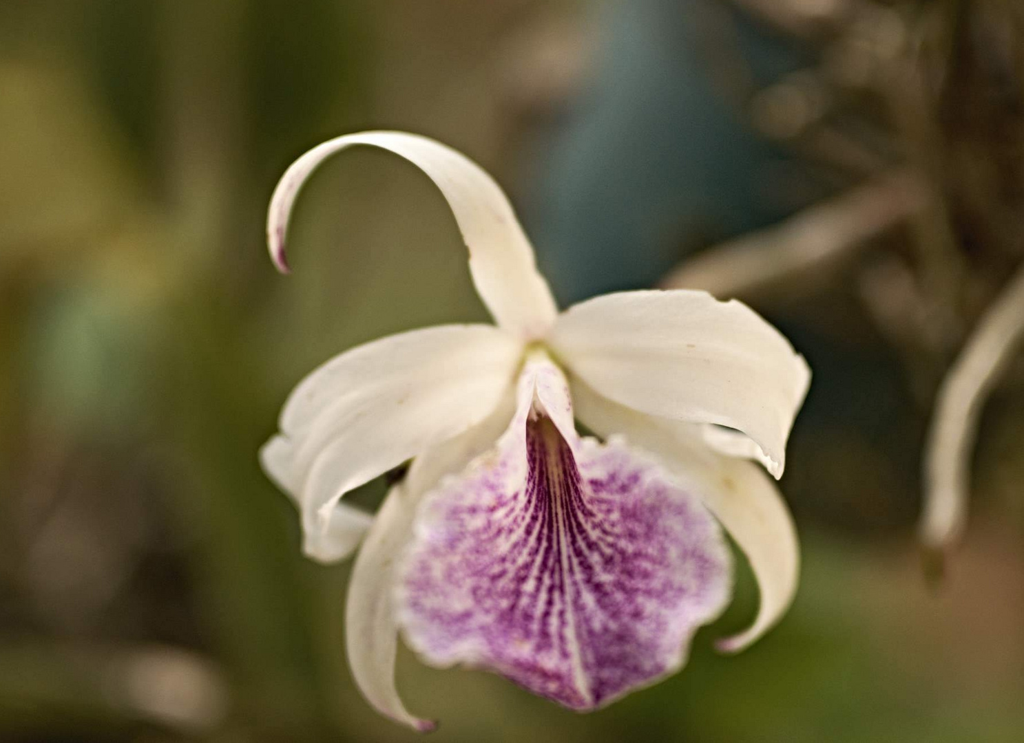 Orchid in pannama