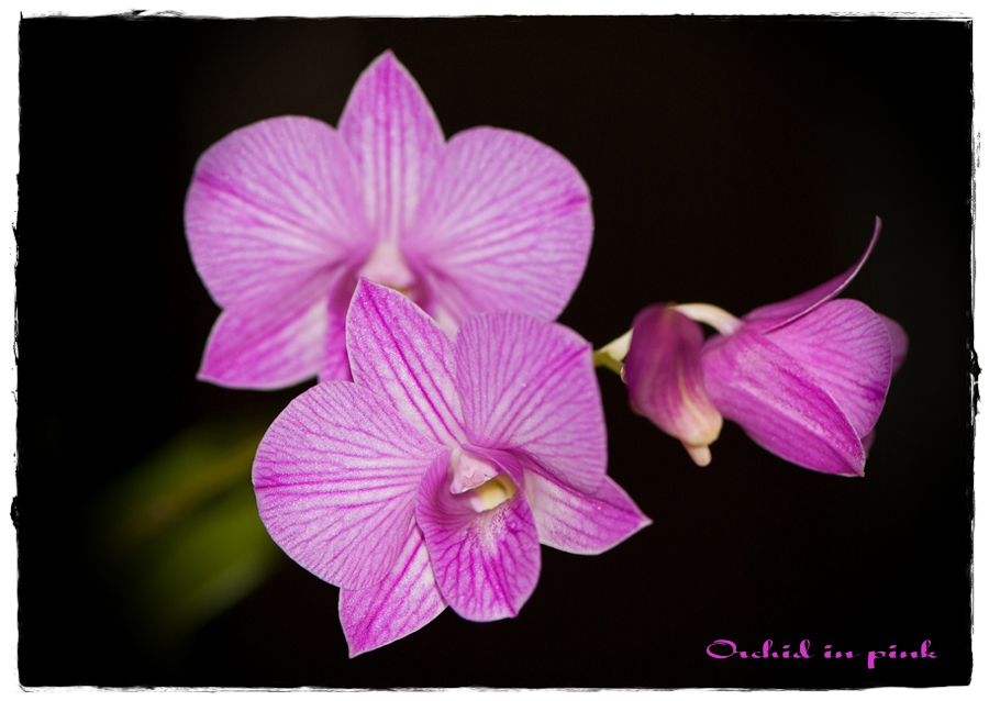 orchid in pink...