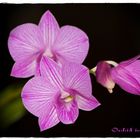orchid in pink...