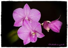 orchid in pink...