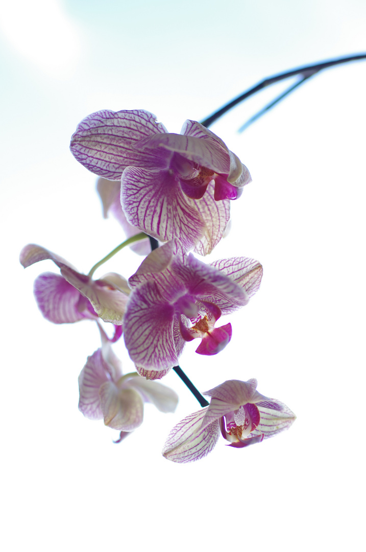 Orchid in sky