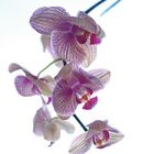 Orchid in sky