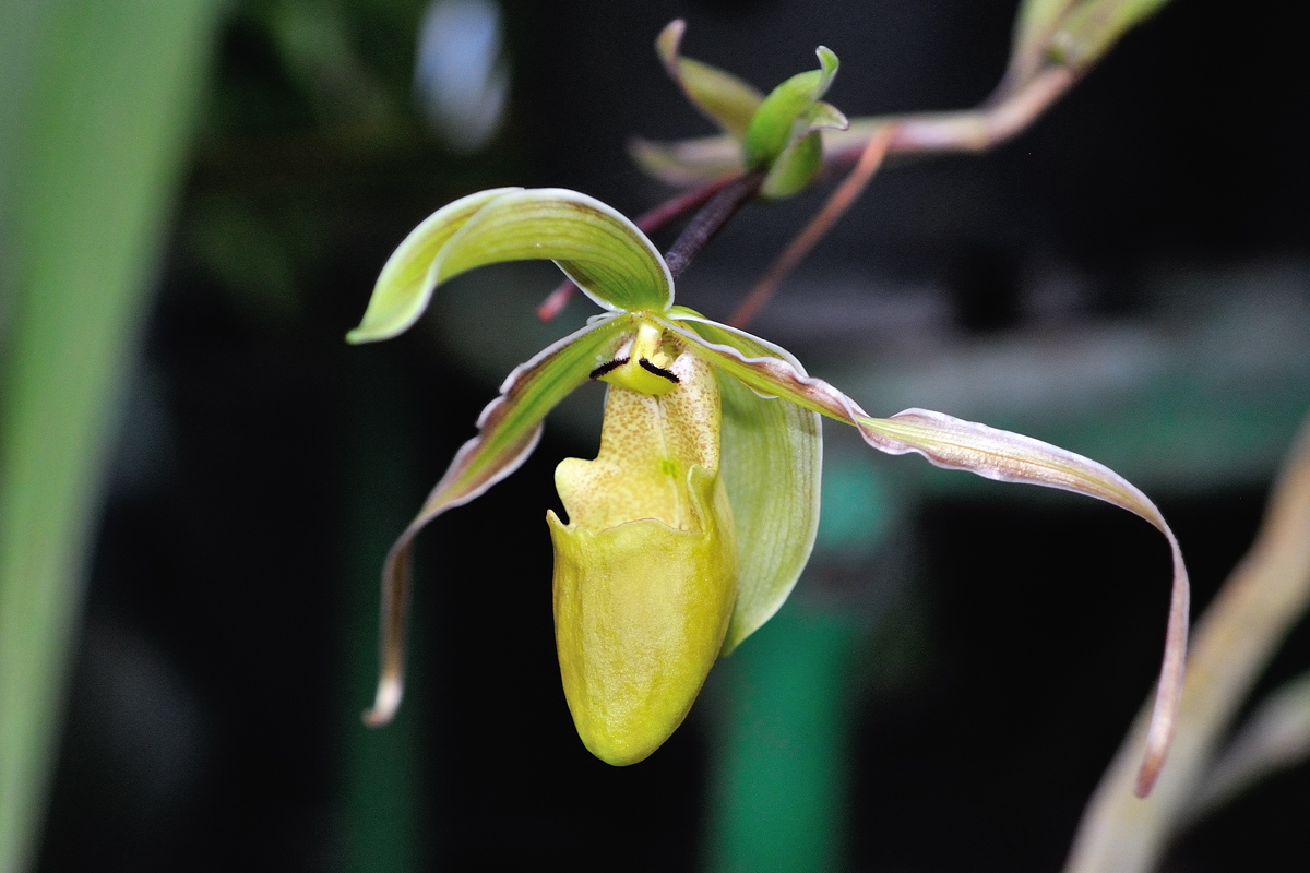 Orchid in Soroa