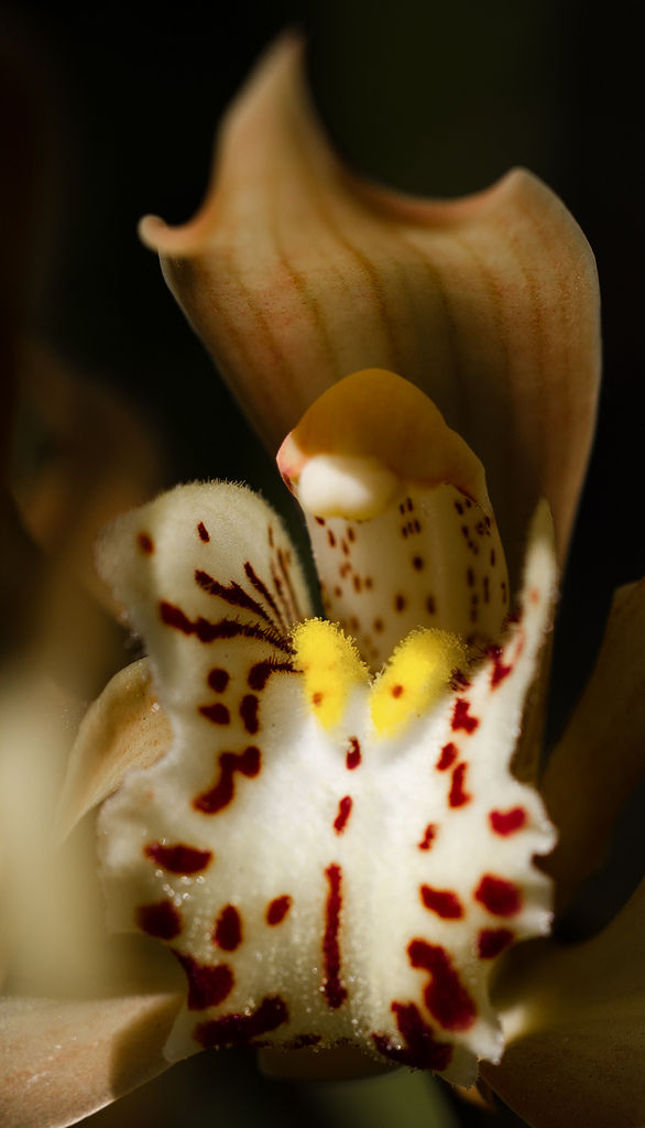 Orchid Irvine Arboretum