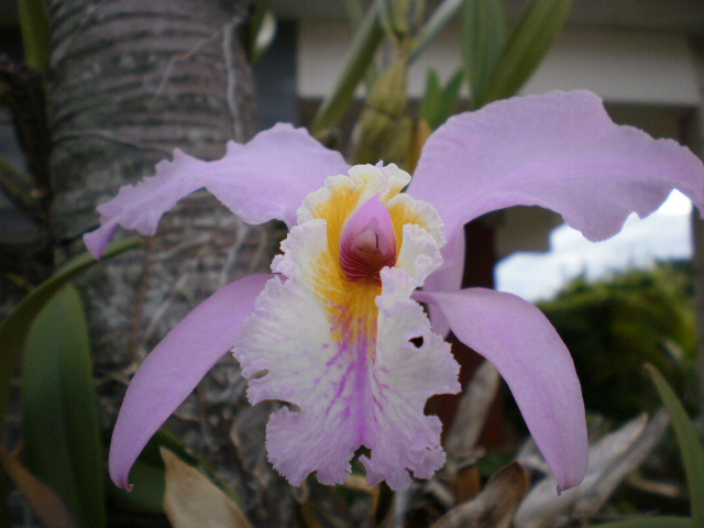 orchid IV