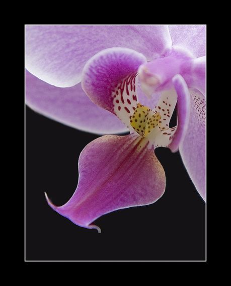 Orchid Macro