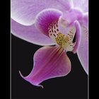 Orchid Macro