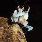 orchid mantis