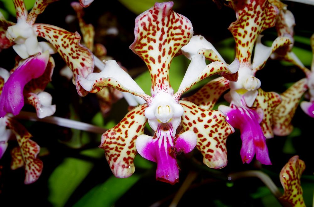 Orchid of Colombia