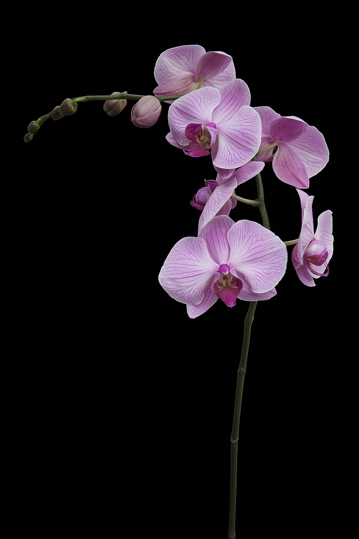 Orchid on black