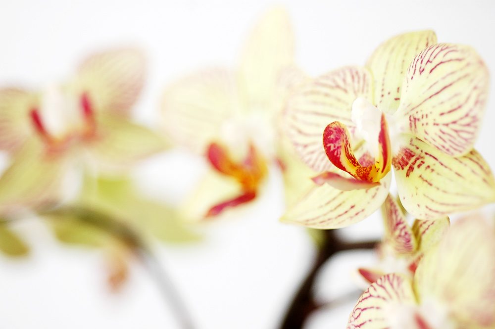 Orchid on fire