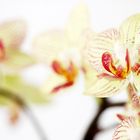 Orchid on fire