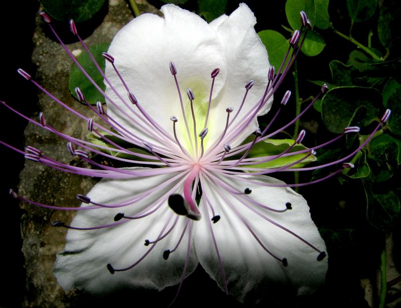 orchid, ostuni, italy