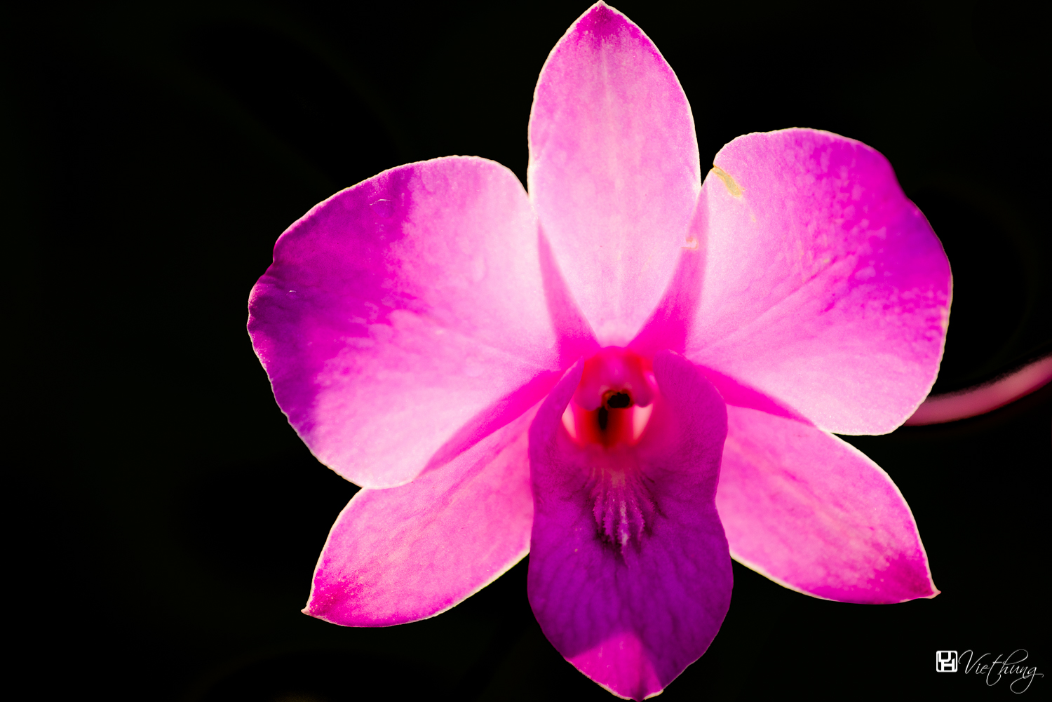 Orchid portrait #1