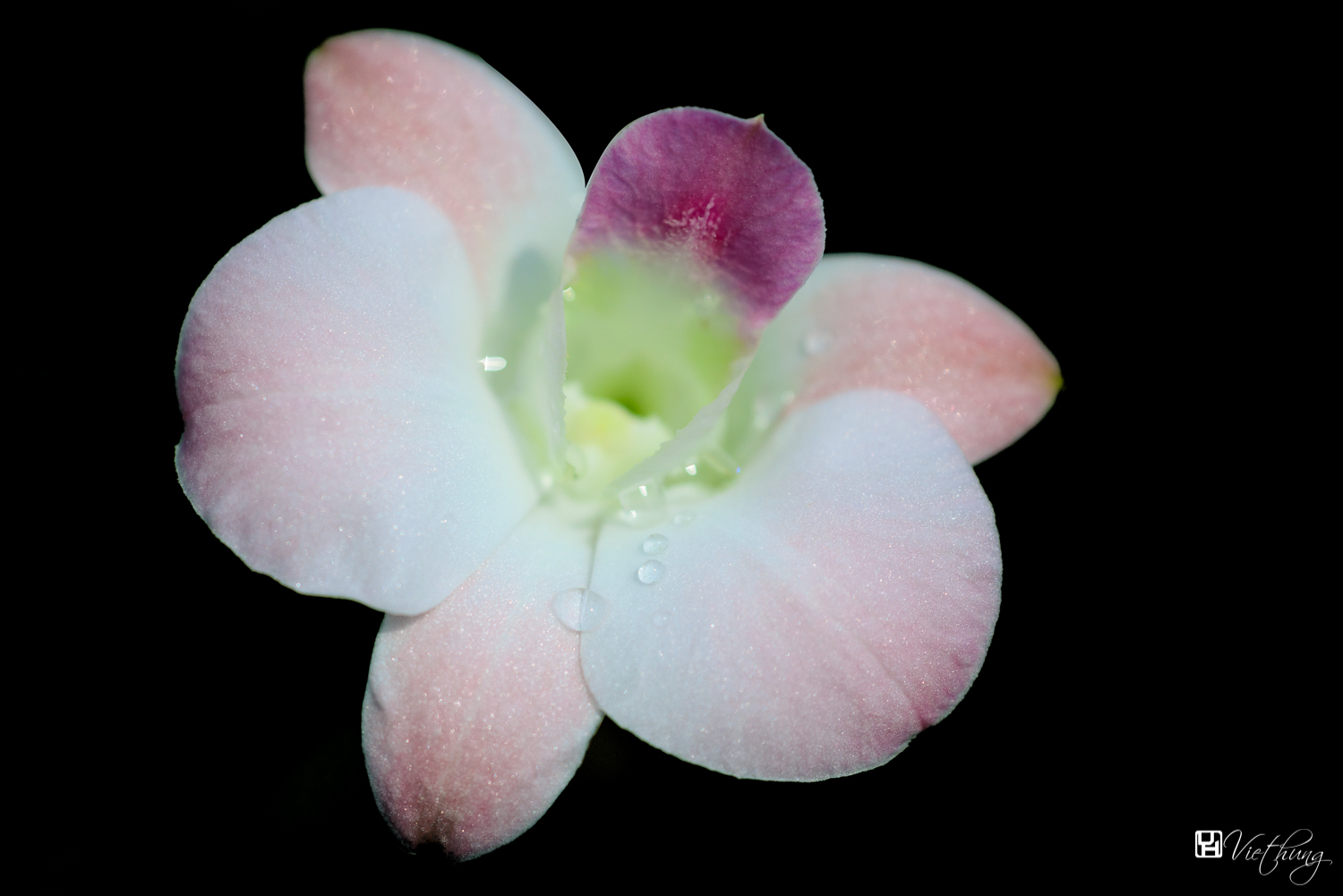 Orchid portrait #2