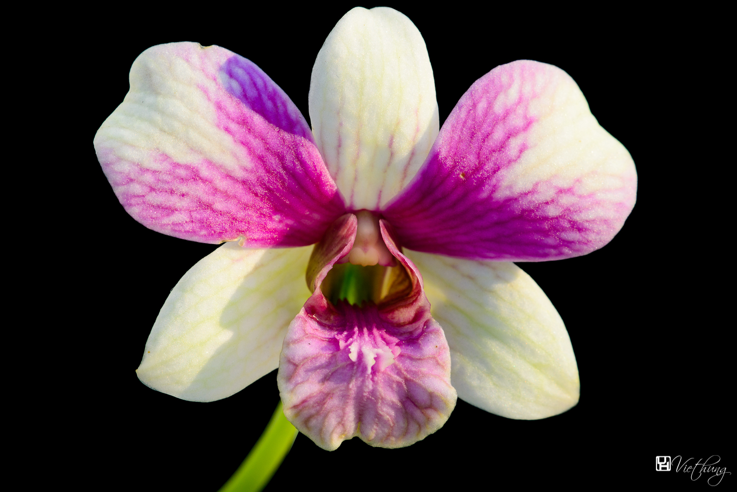 Orchid portrait #2