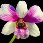 Orchid portrait #2