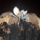 orchid praying mantis 2