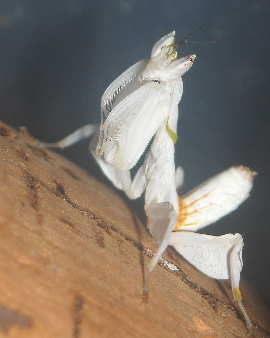 orchid praying mantis