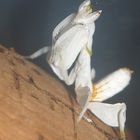 orchid praying mantis