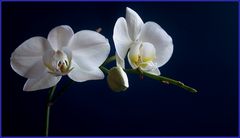 Orchid season. I