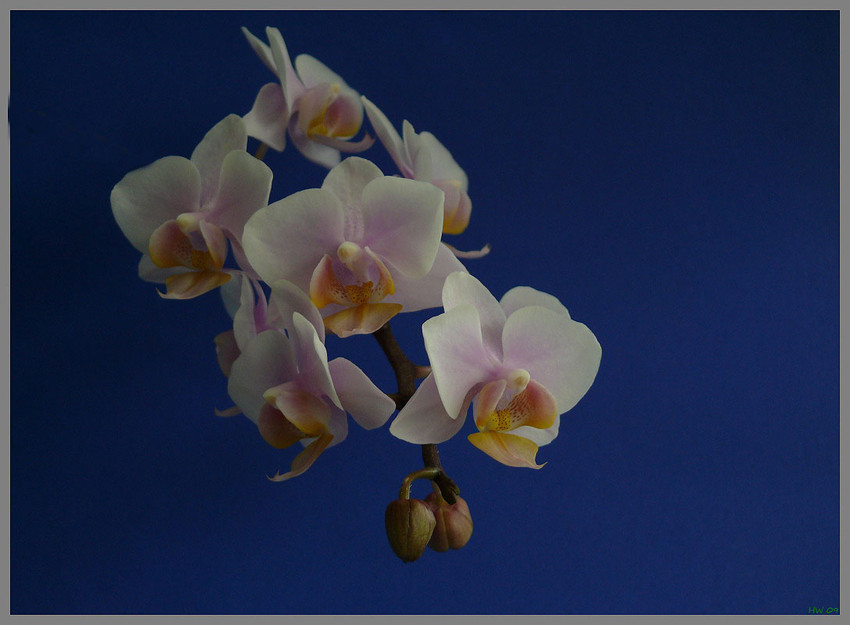 Orchid season IX