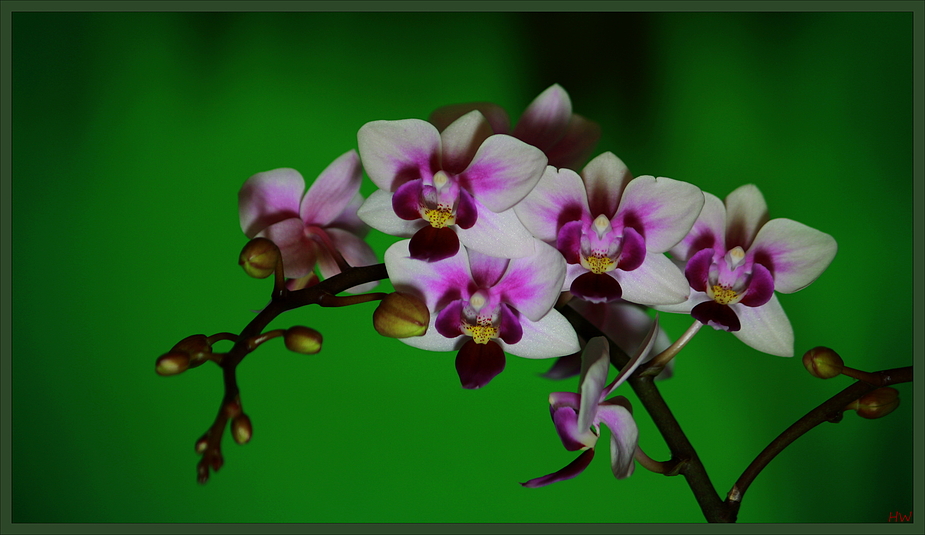 Orchid season V