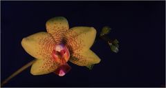 Orchid season. VII