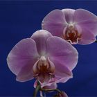 Orchid season X